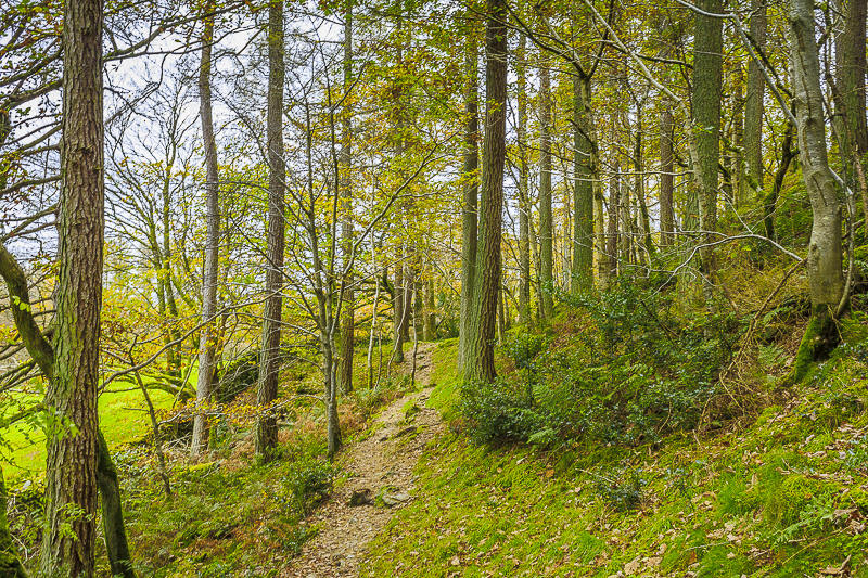 Lanthwaite Wood Lanthwaite Wood
